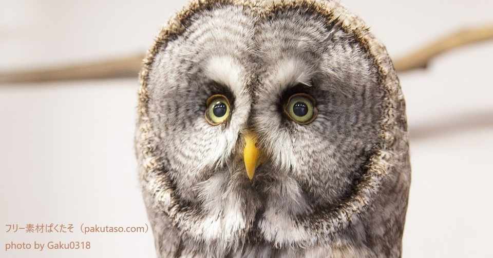 かわいいフリー素材を集めてみる 鳥 小動物 Genki Note
