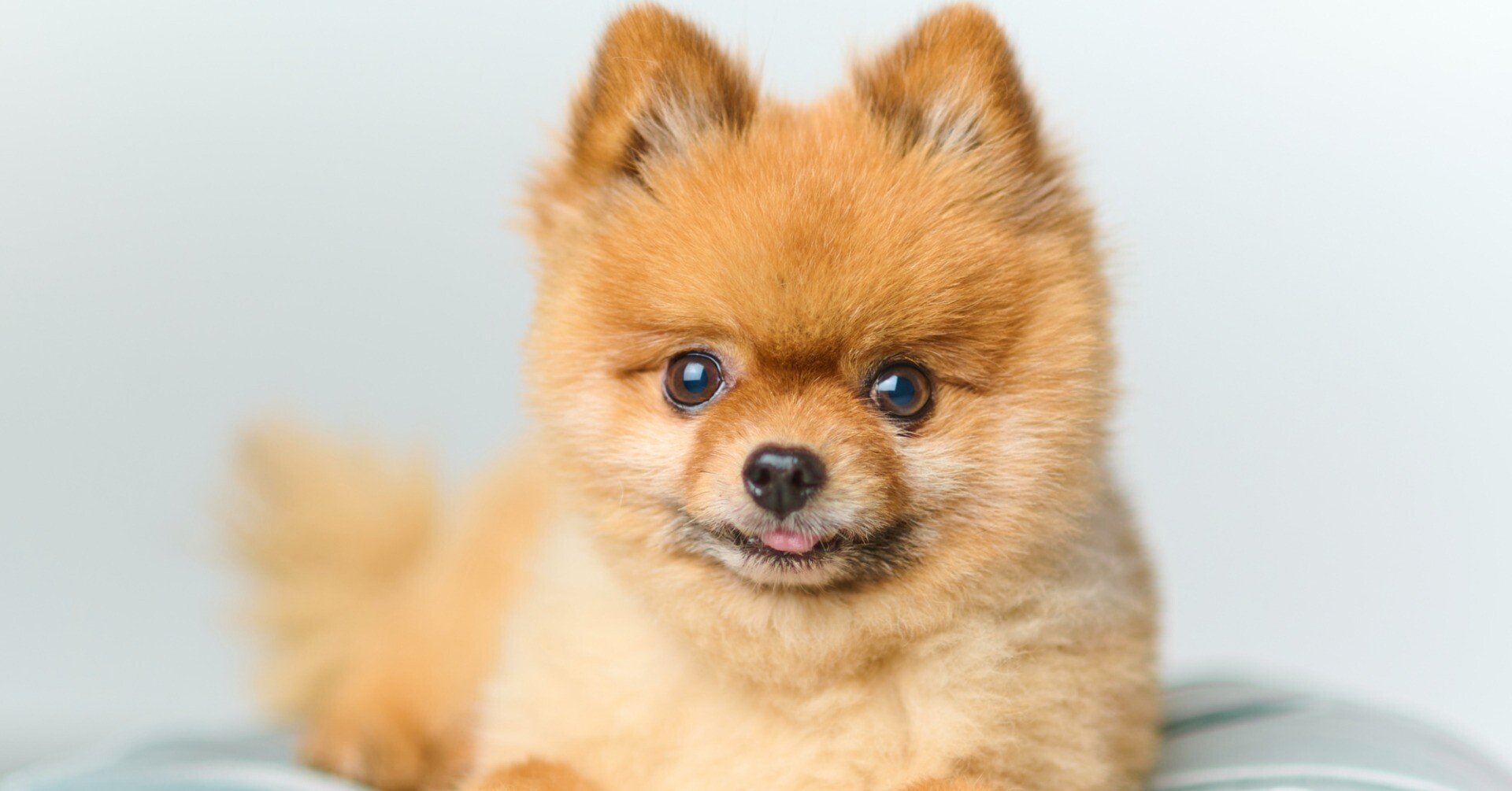 🐾毎日更新🐾]あなたは可愛いワンちゃんの気持ち、読めていますか