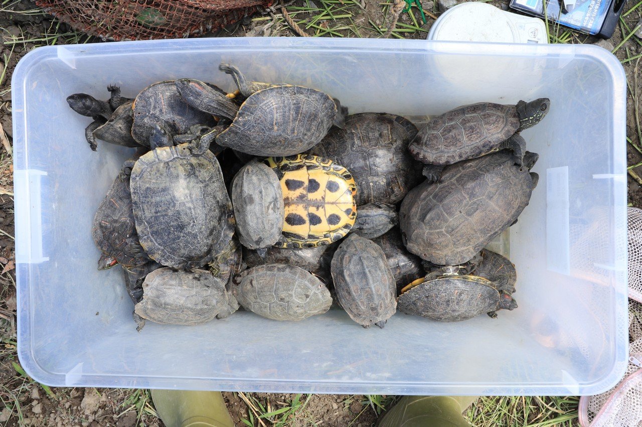 誘引罠を用いたカメの捕獲と注意点｜翔一