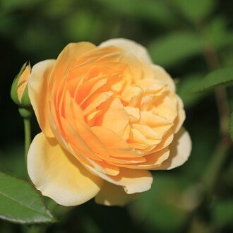 名古屋のチャッピー