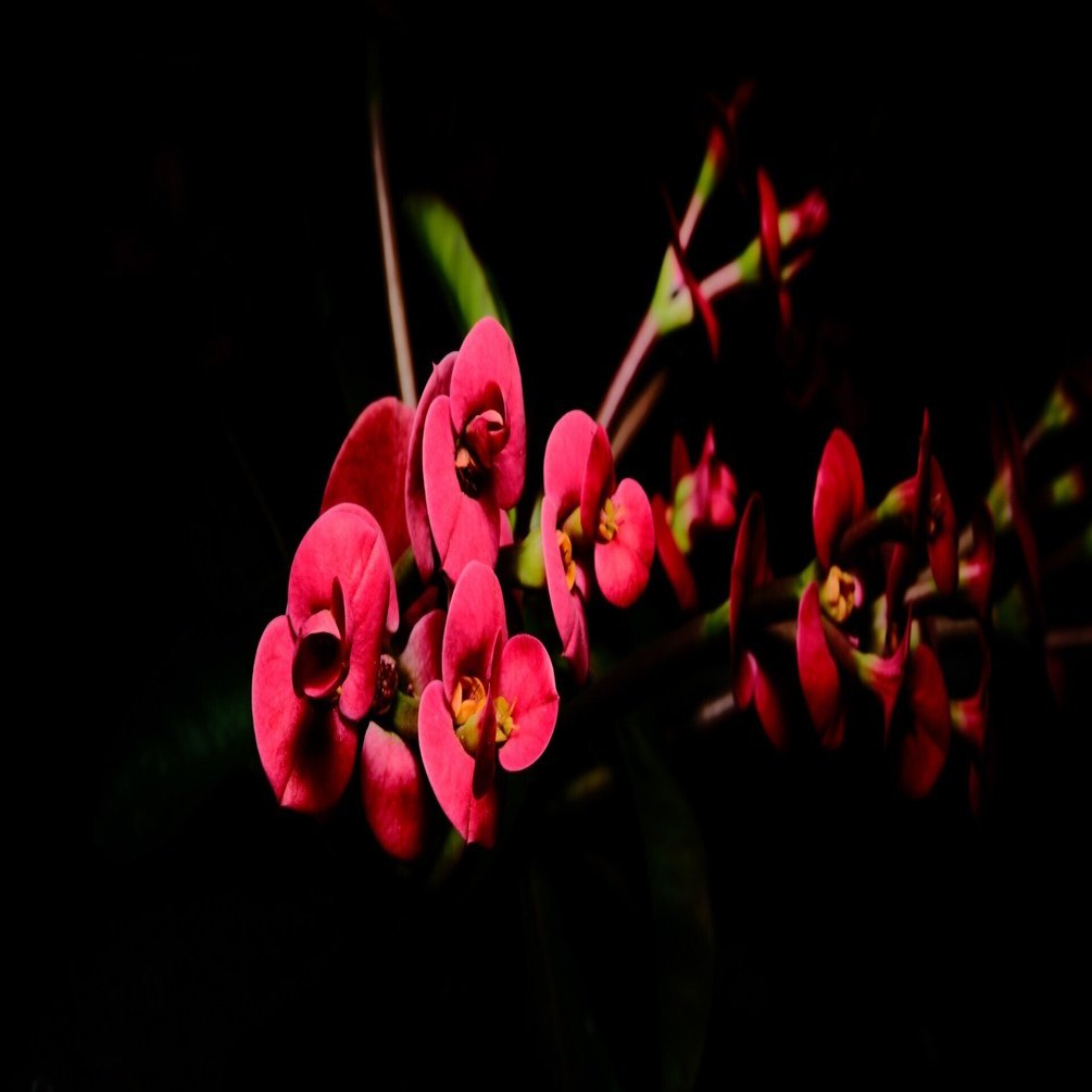 XF30mm F2.8 R LM WR MACRO で日中シンクロ撮影｜あお