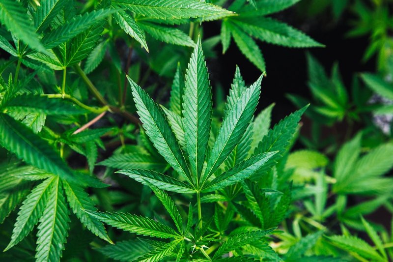 最も共有された 大麻 におい 大麻 匂い ガラム