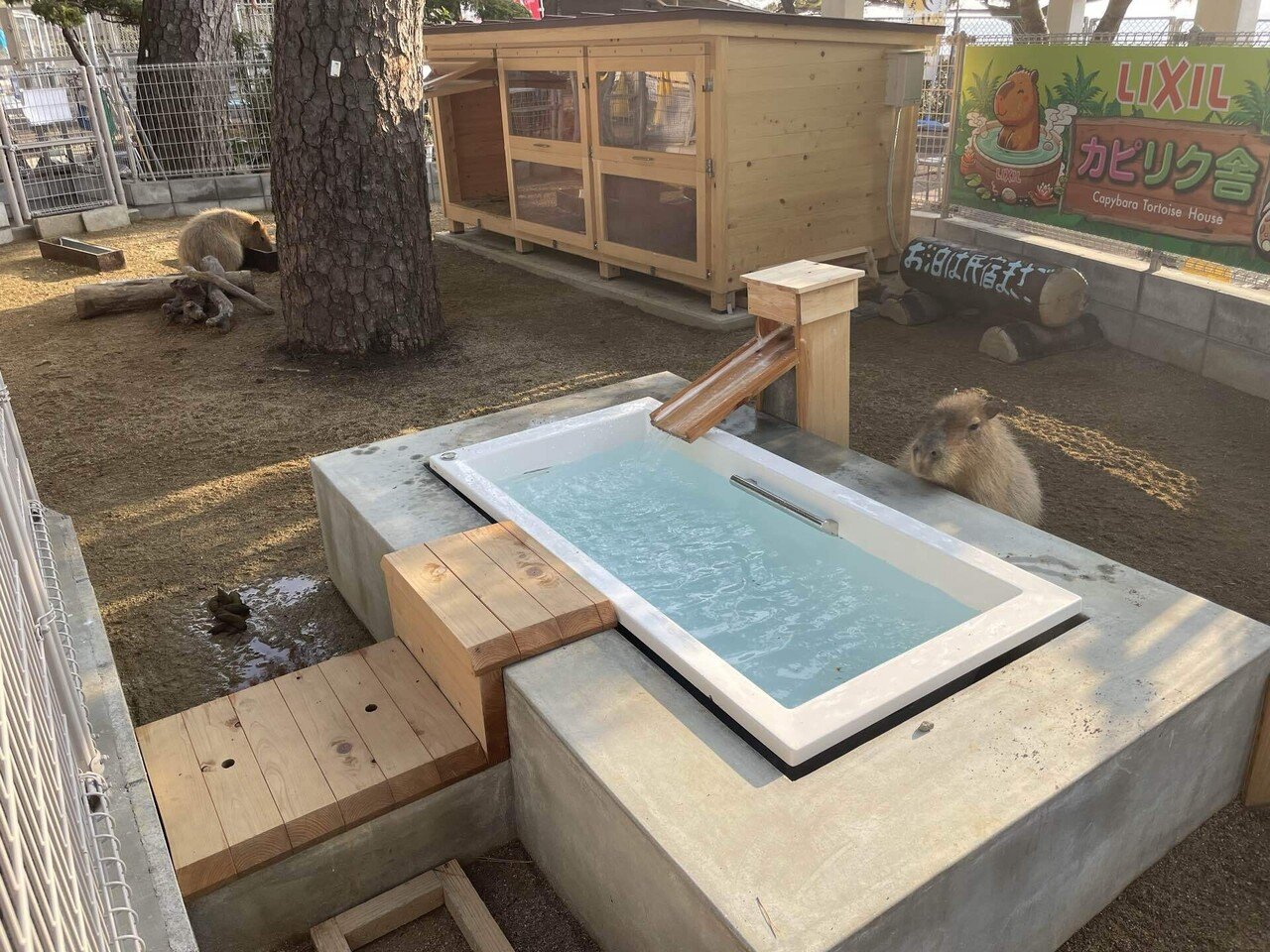 LIXILカピリク舎とカピリクについて《水族館展示解説》｜桂浜水族館 公式