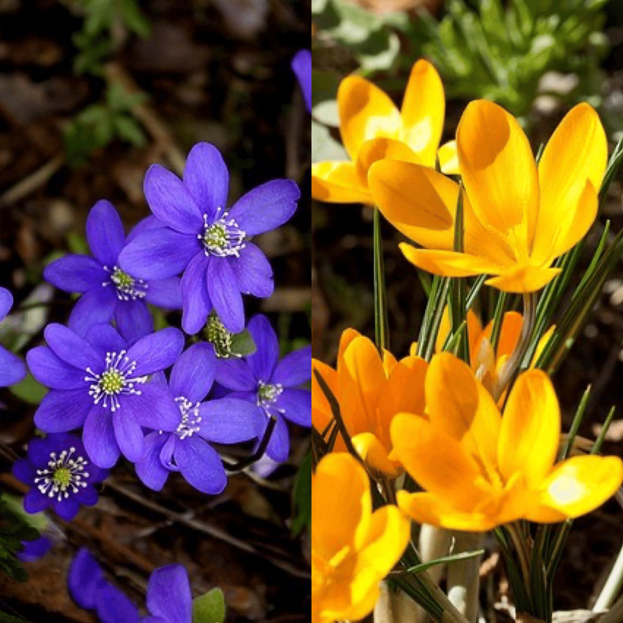 1月5日お誕生日の方おめでとうございます 今日の誕生花の花言葉は カスミソウ 自信 はにかみ屋 クロッカス 青春の喜び 切望 今日も素敵な1日になりますように 誕生花 Mons Monstera18 Note