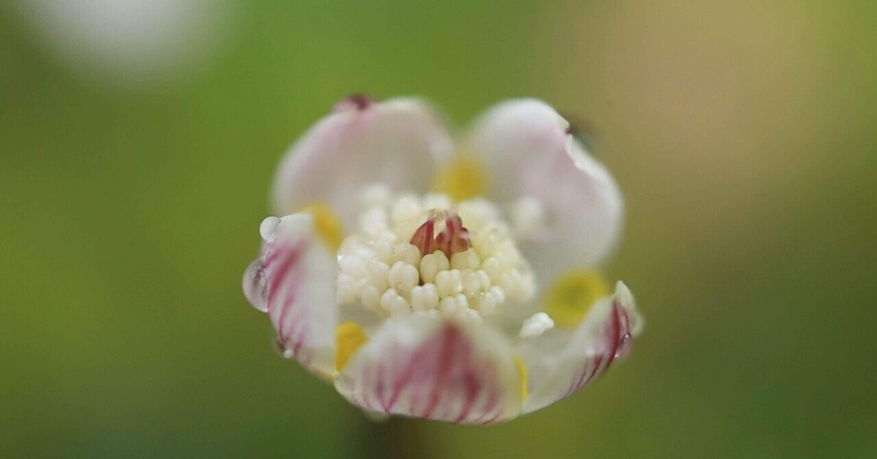 ボウラン白斑白花 349A0FB7-CE85-46CC-863C-