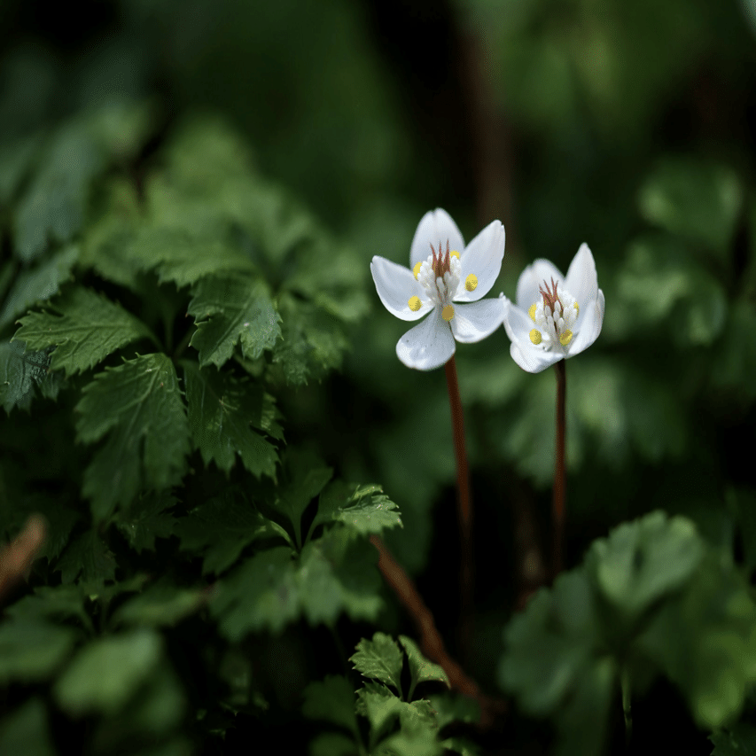 バイカオウレン群生地を訪ねて｜白夜草🌱