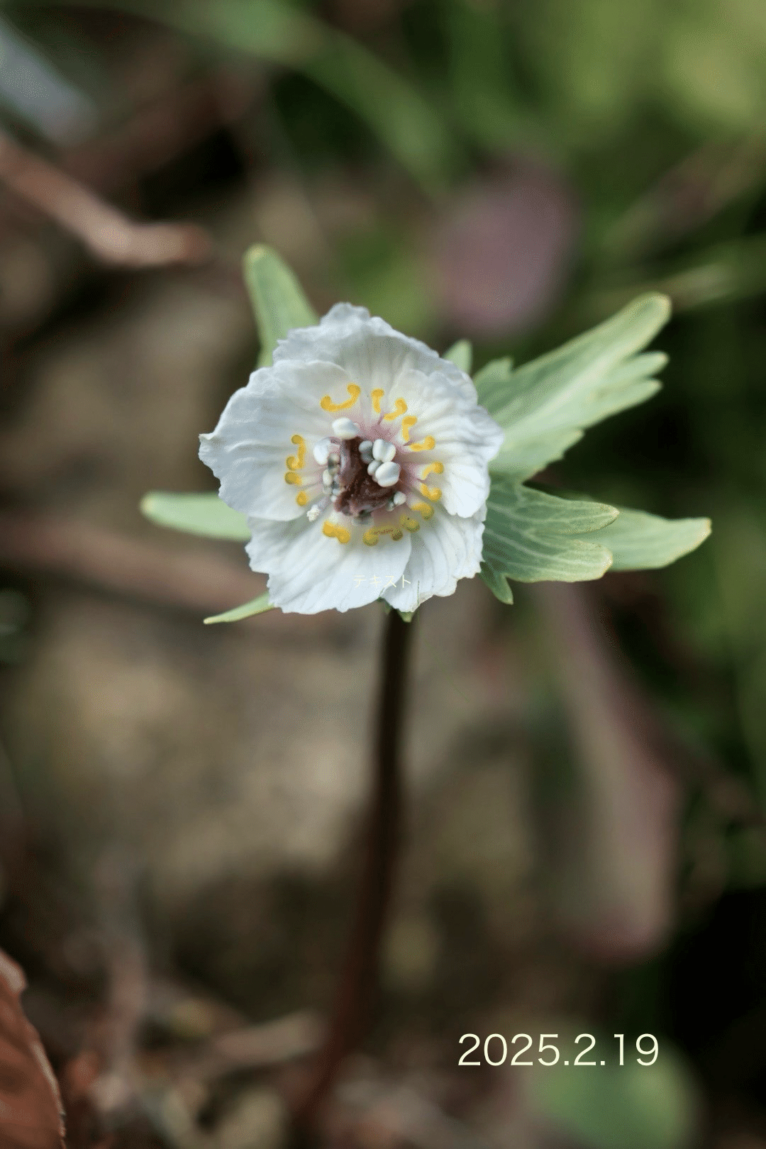 ボウラン白斑白花 Sarracenia leucophylla var. alba 