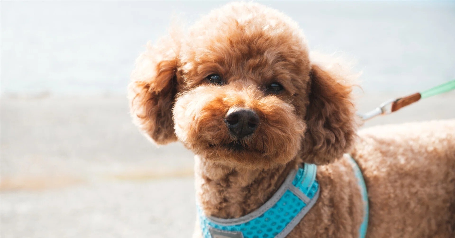 愛犬と沼津市の千本浜海岸へ行きました｜SuHa