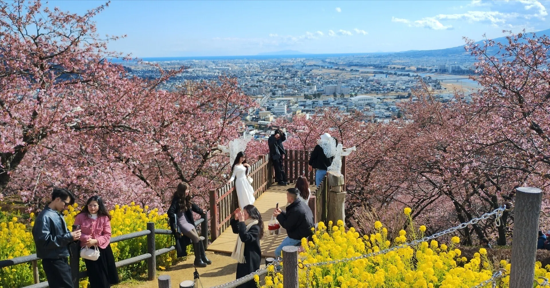 春の絶景を満喫！「まつだ桜まつり」で出会う360本の河津桜🌸と菜の花