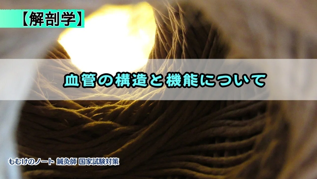 解剖学 血管の構造と機能について ゴロ合わせ 森元塾 国家試験対策 Note