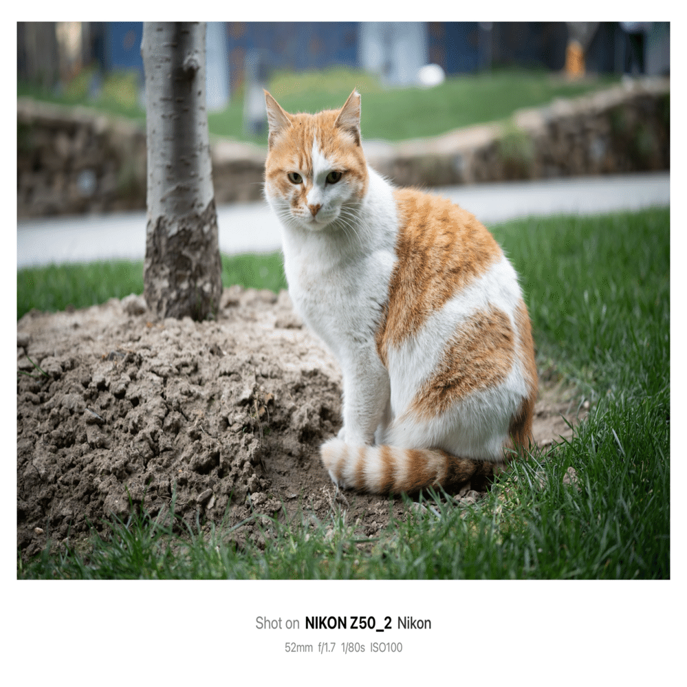 緊急】Viltrox AF 35mm F1.7の作例｜sasakiken