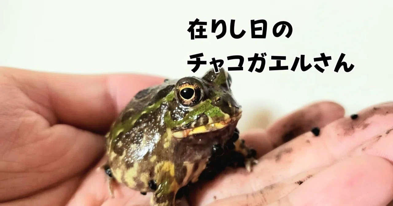 チャコガエルを飼っていました｜moss paradise3055（モスパラ）