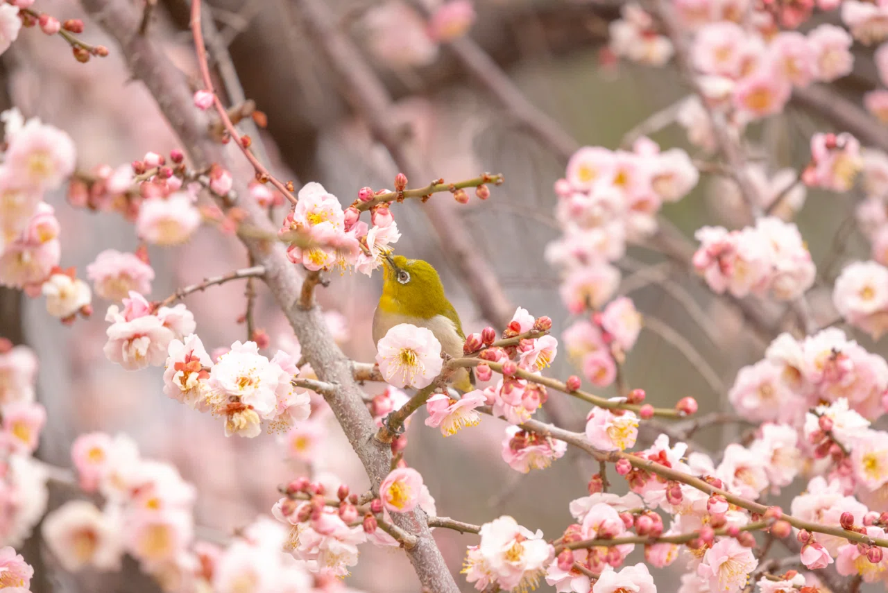 写真の撮り方】梅や桜とメジロを撮ろう！｜くろどん │ 育児と写真