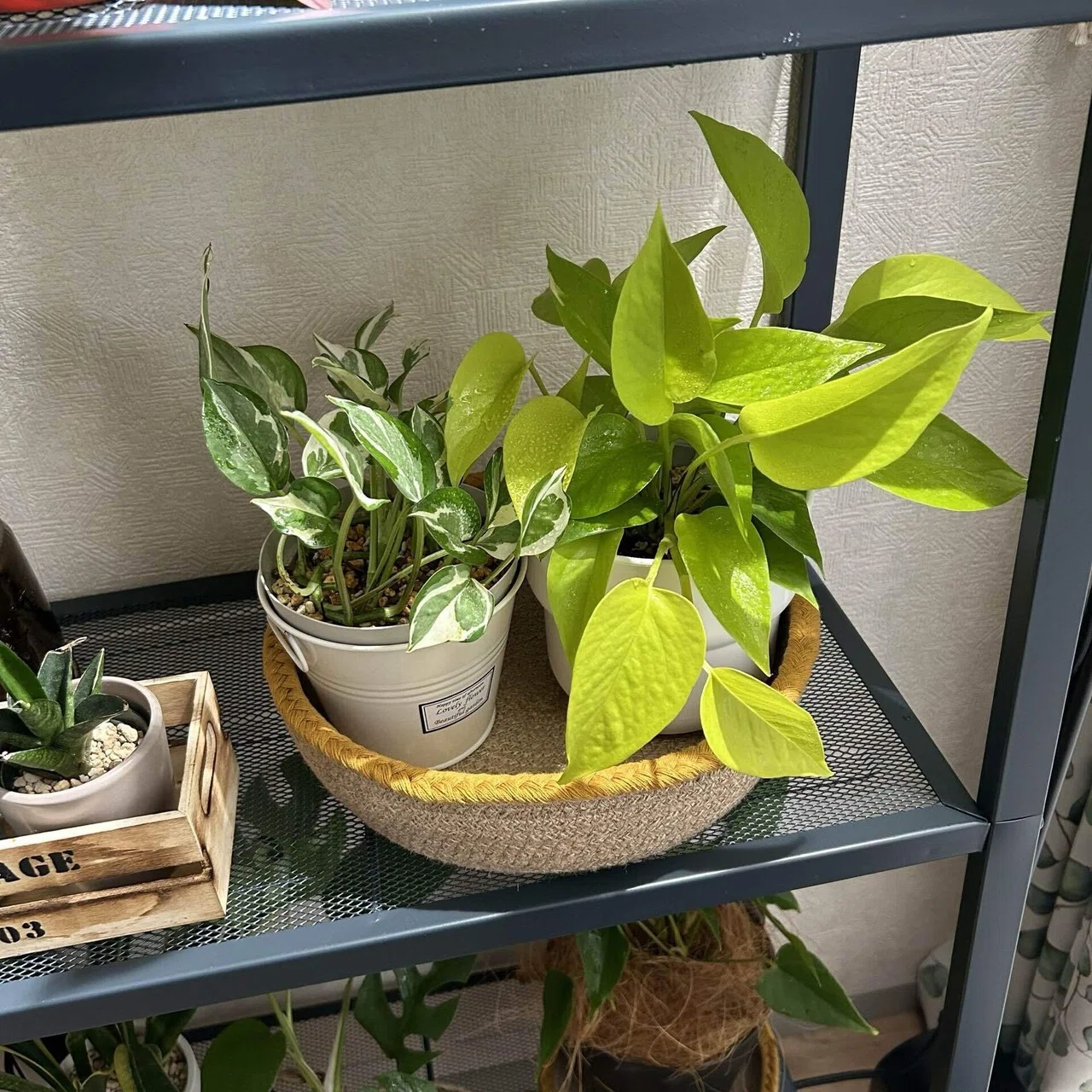 うちの植物たちの冬越し対策。鉢カバーとかマットとか。｜せりぽん