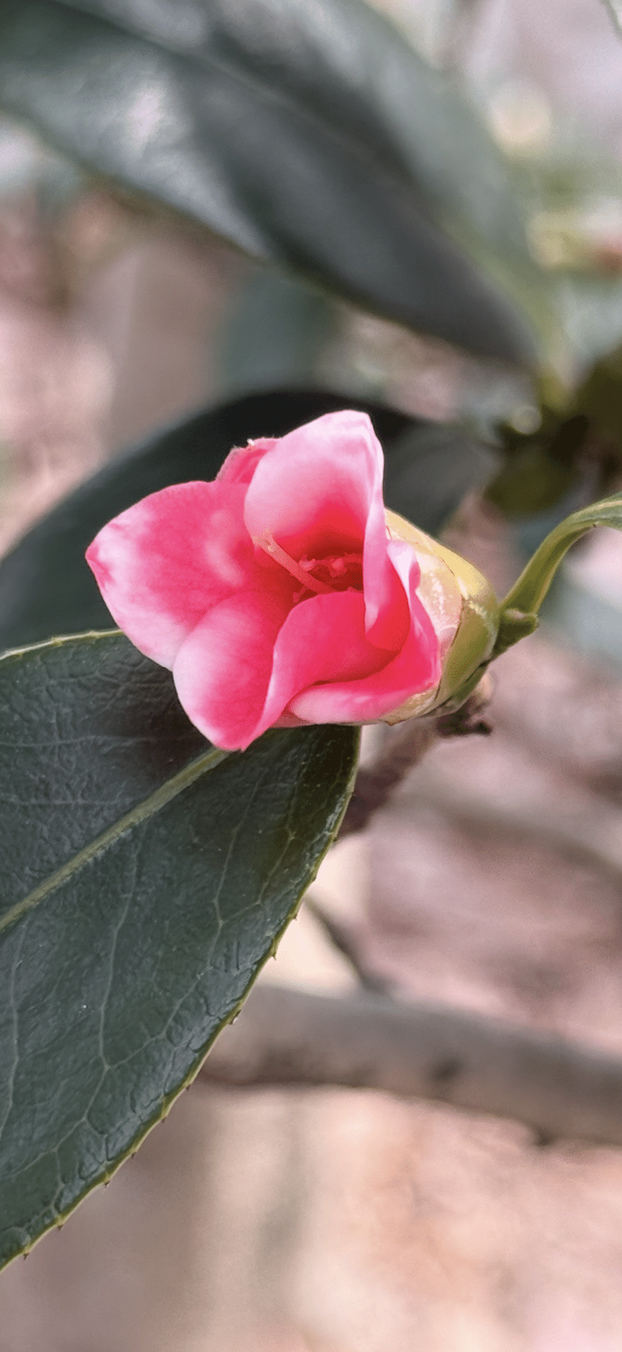 コチョウワビスケ 千利休が茶花として最も愛した侘助｜EGGSEED