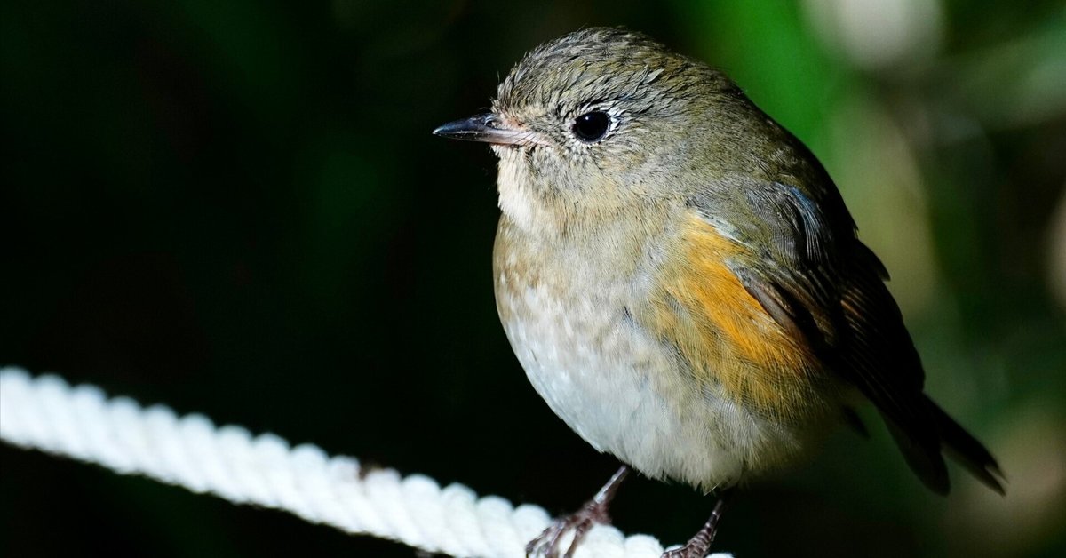 2025年元旦から野鳥撮影でルリビタキを撮る！（SONY α1Ⅱ/SIGMA