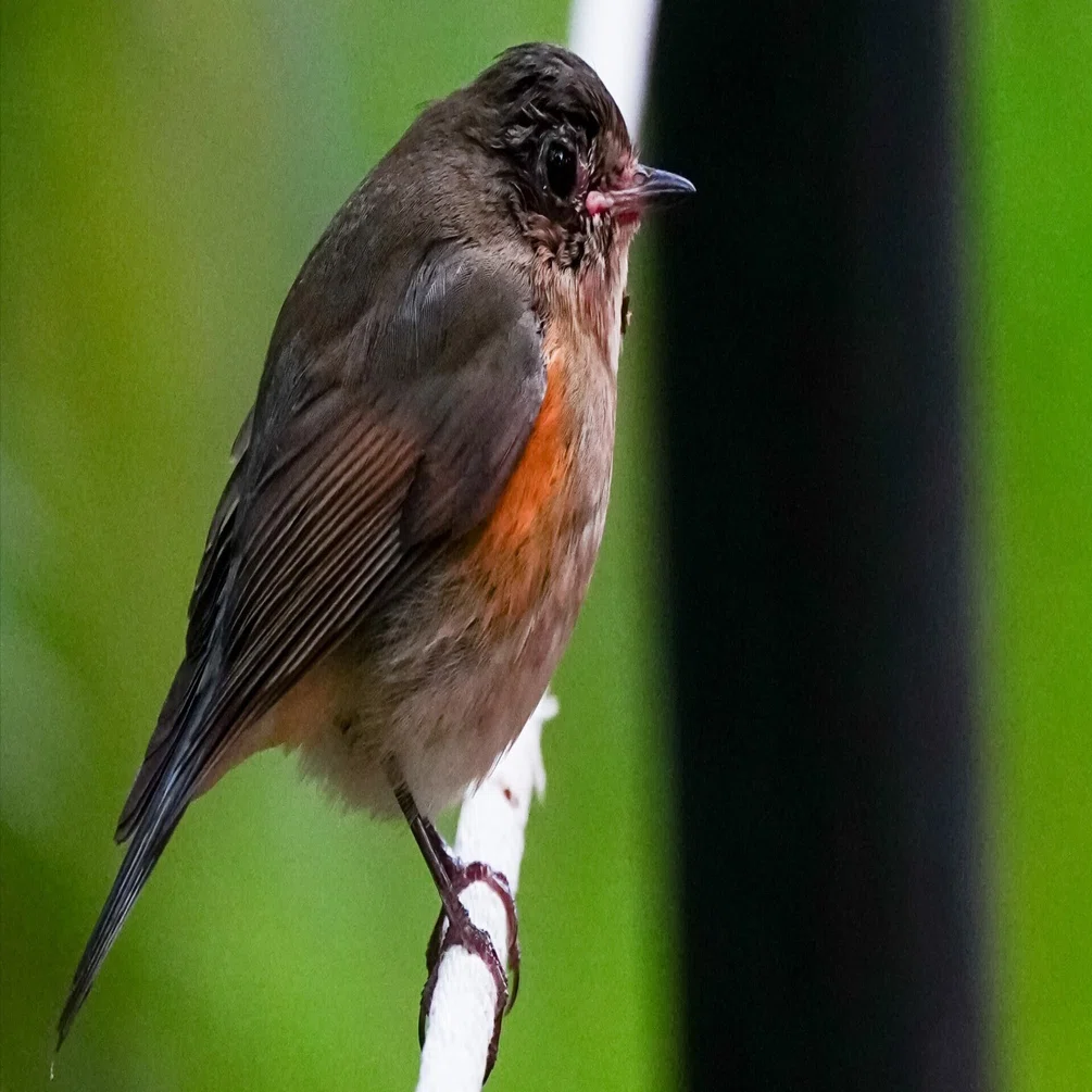 野鳥撮影で例のルリビタキ（オスの若鳥）の右目の状態が芳しくないこと