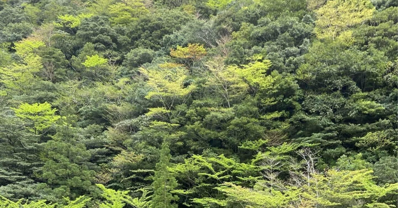 The Forest as a Herd: Plant Survival Strategies｜みと西