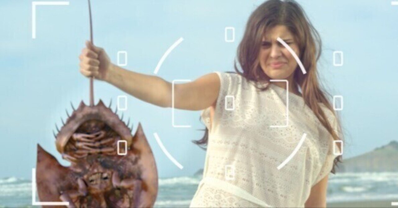 【超希少】カブトガニ　標本　天然記念物 超希少】カブトガニ 標本 天然記念物 超希少】カブトガニ 標本 天然