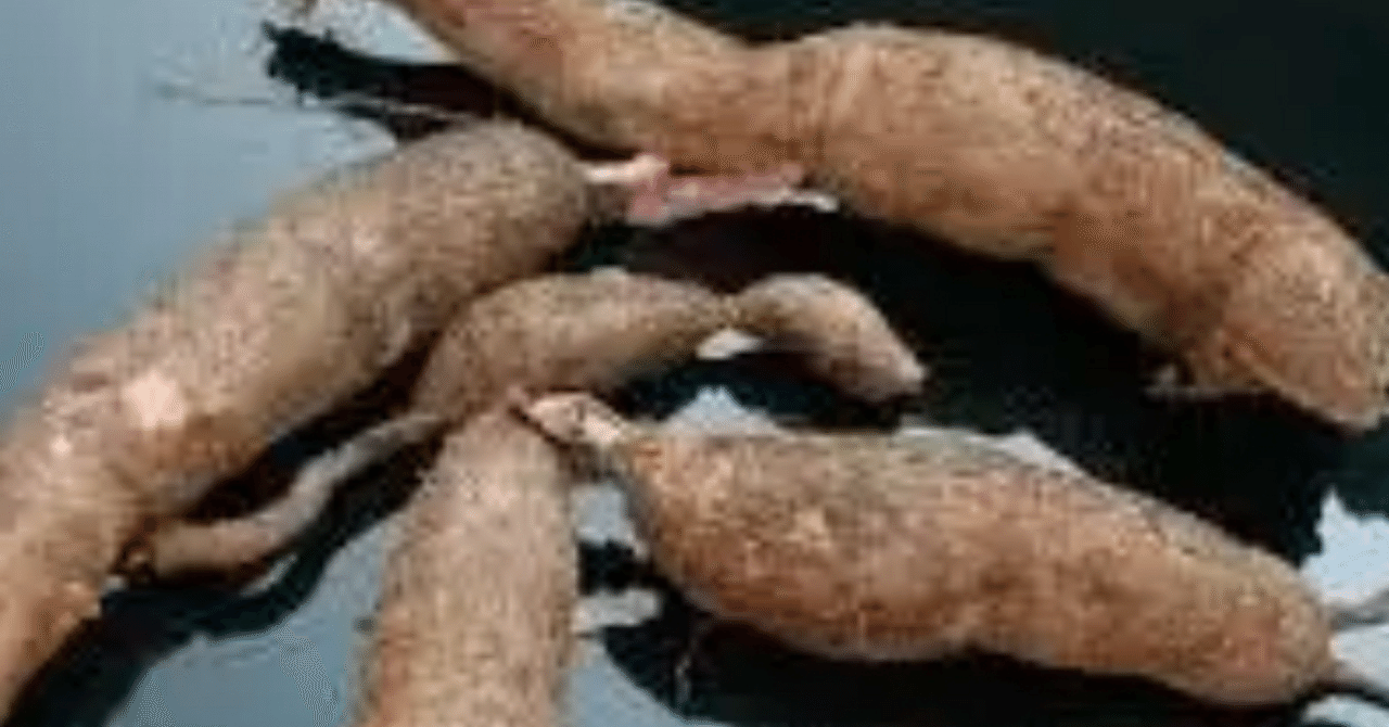 キャッサバ芋❣️鮮度保持チルド便発送❣️約15kg キャッサバ生芋10kg赤土栽培❣️『ミネラルたっぷり』❣️チルド便発送