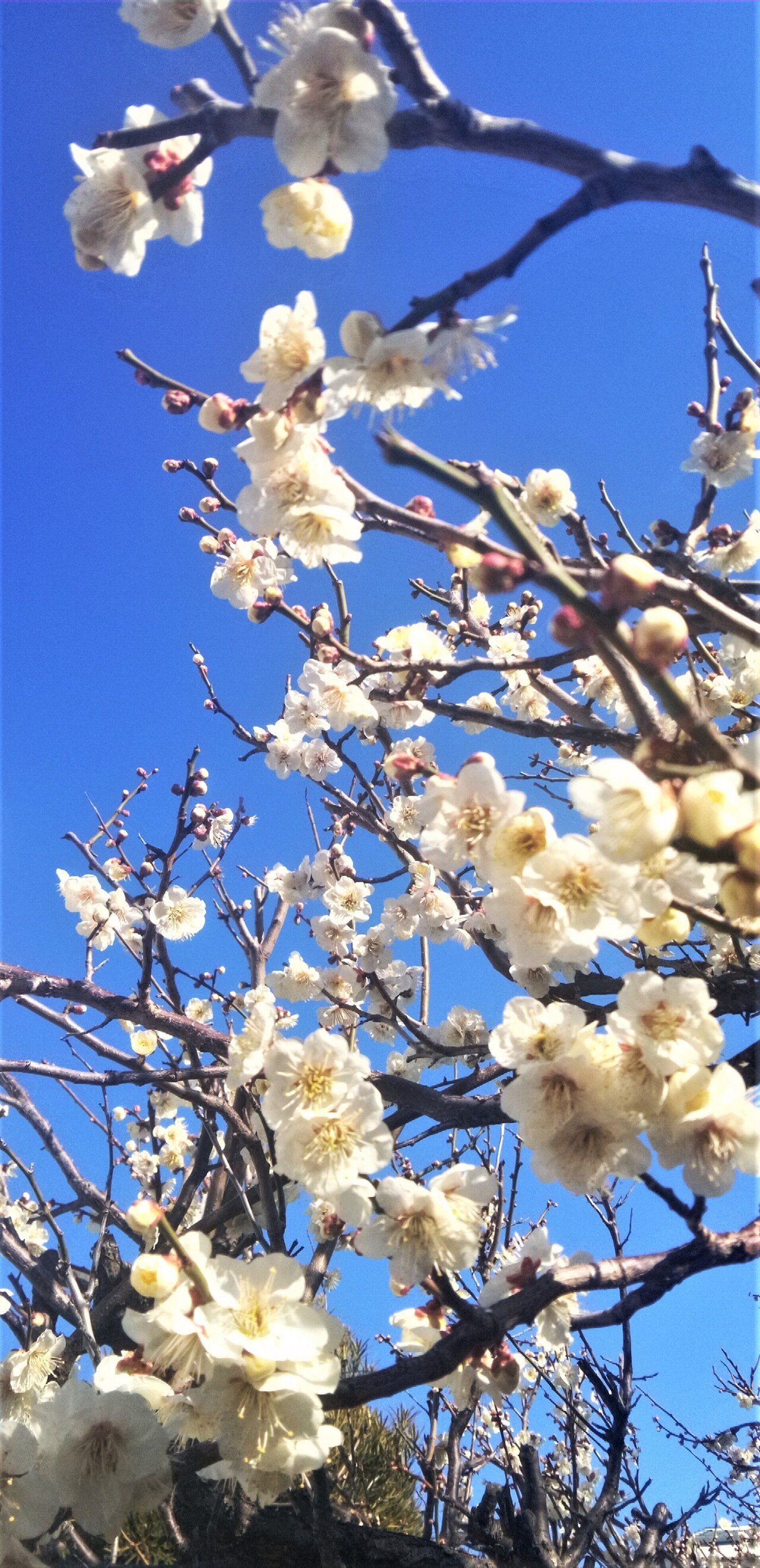3月梅