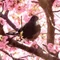 こころ