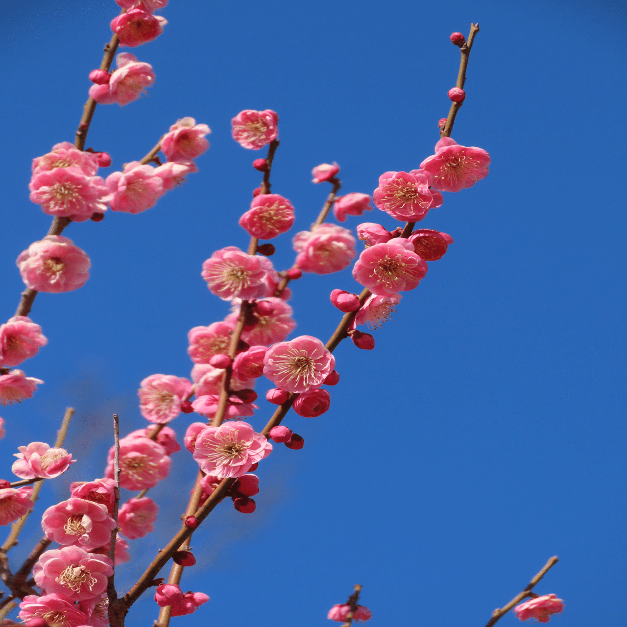 梅とメジロと青空と｜之哲／Yuki Satoru