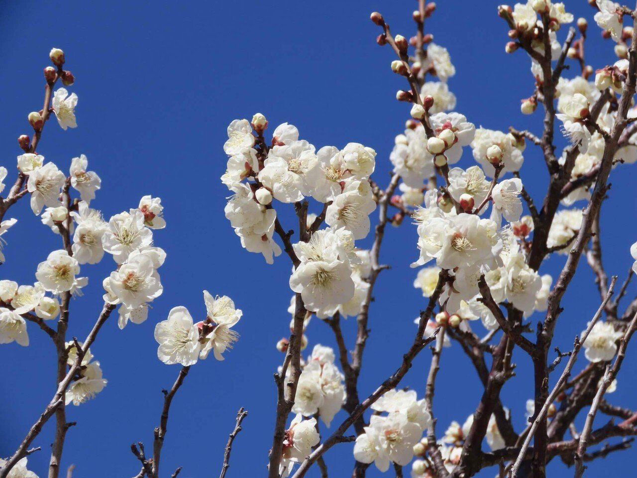 梅とメジロと青空と｜之哲／Yuki Satoru