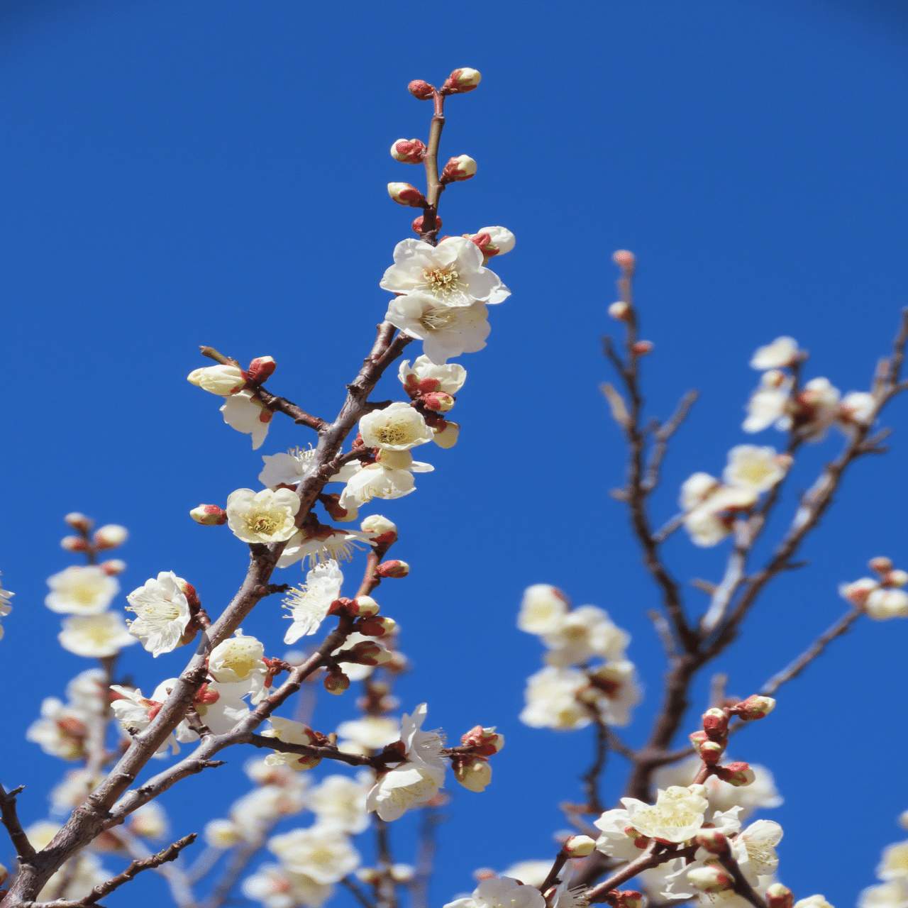 梅とメジロと青空と｜之哲／Yuki Satoru
