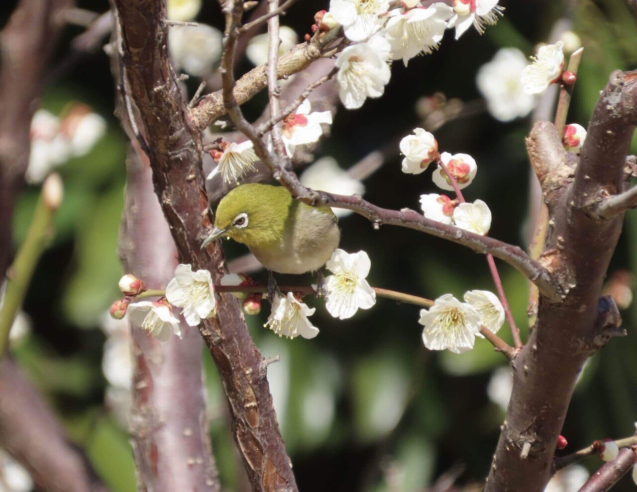 梅とメジロと青空と｜之哲／Yuki Satoru