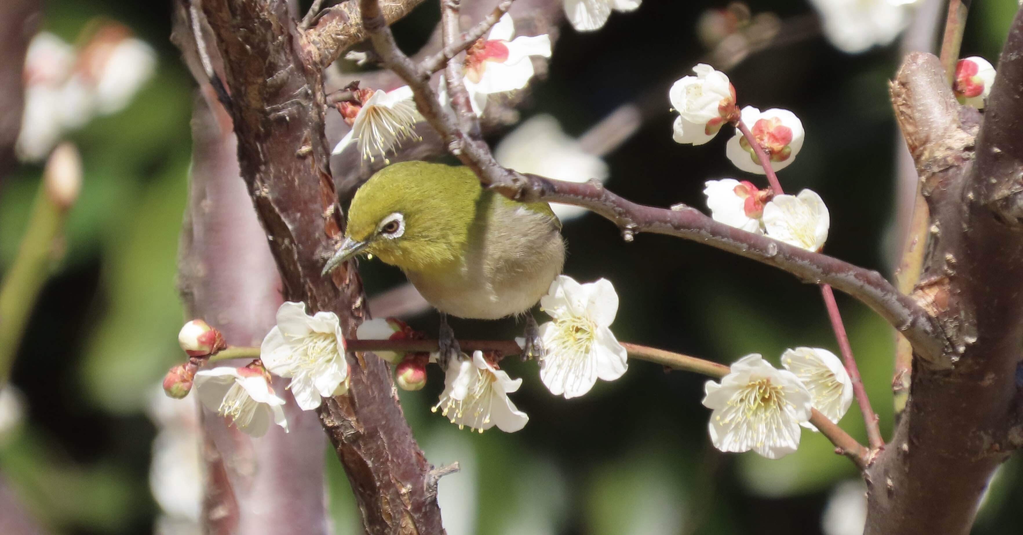 梅とメジロと青空と｜之哲／Yuki Satoru