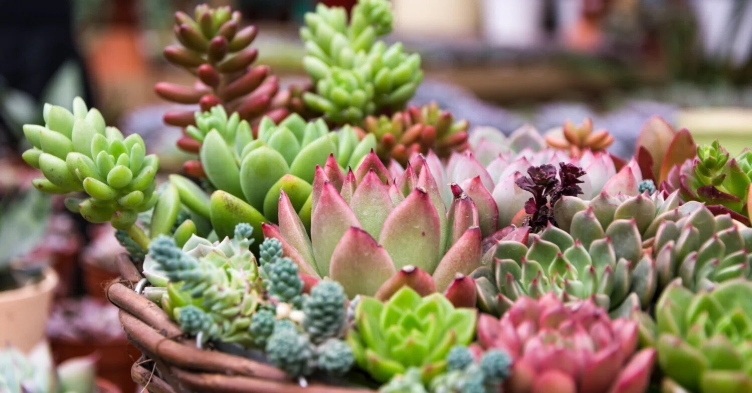 世の中にはこんなに「珍しい多肉植物」もあるんです！植える以外の驚き