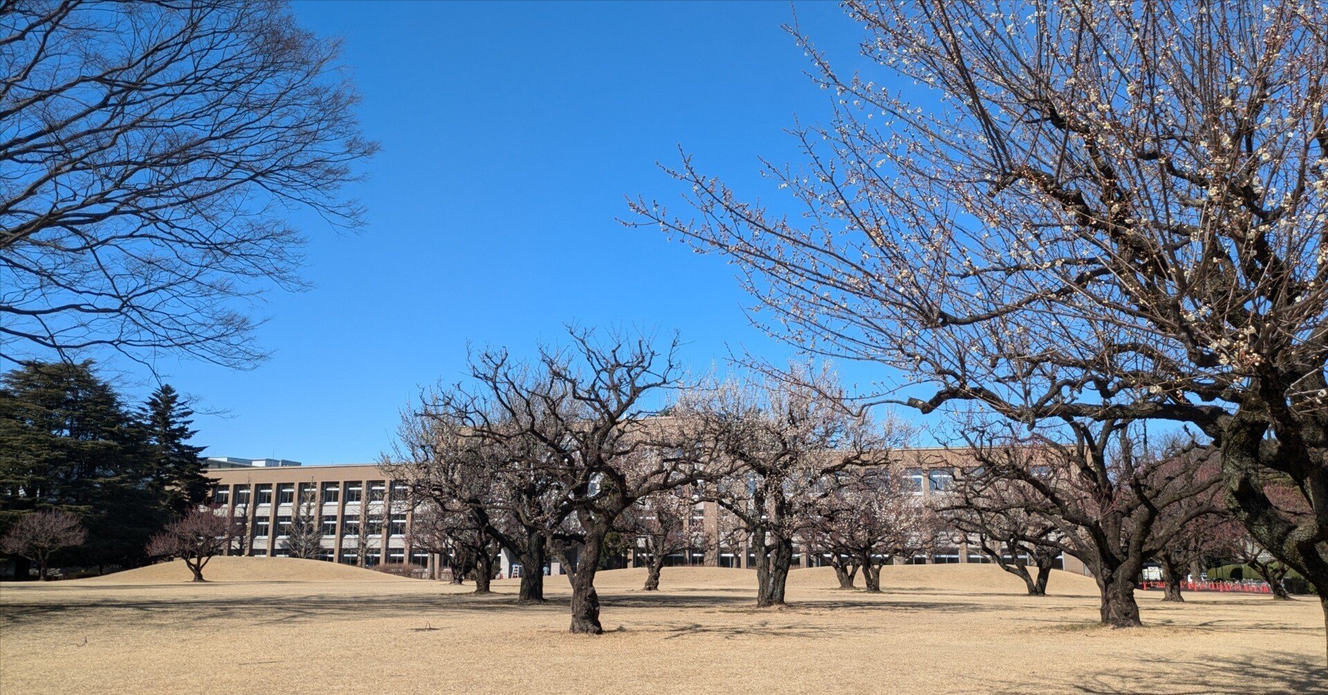 ICUの日本語 初級 3 国際基督教大学