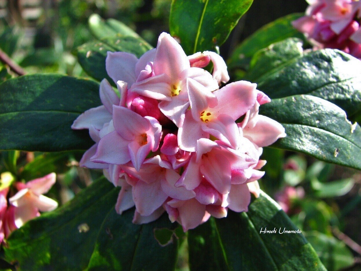 ジンチョウゲ（沈丁花）英名は、Winter daphne. 原産地である中国では
