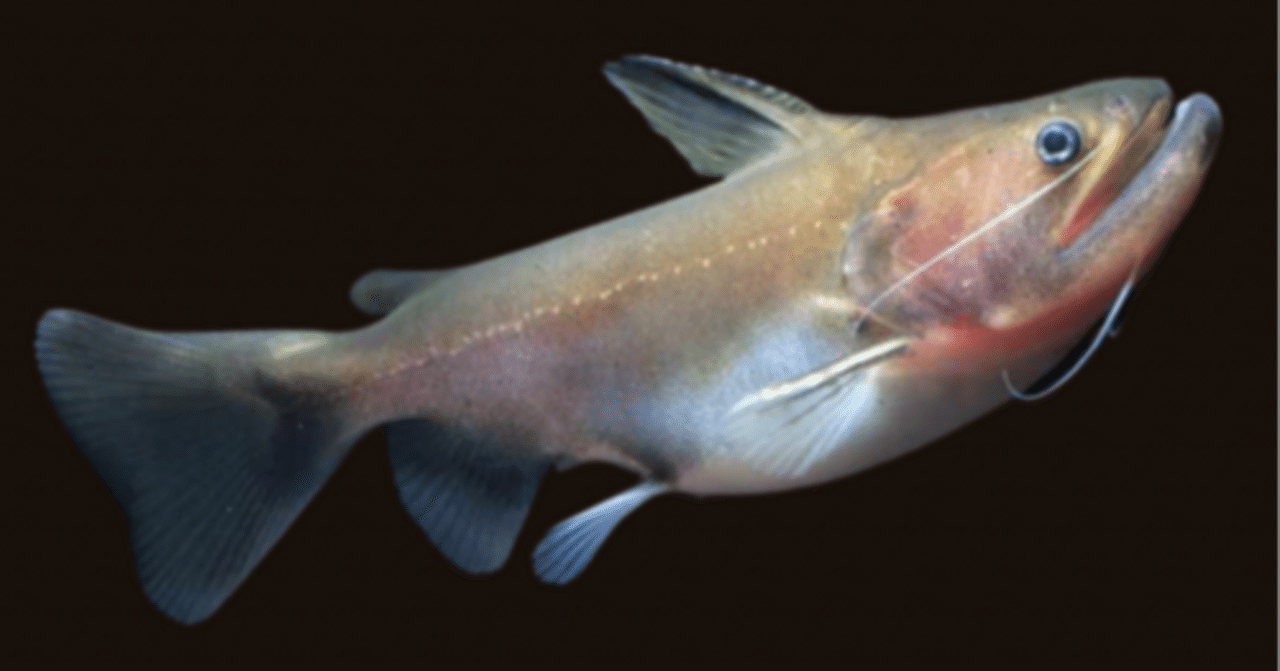 バトラクスキャット　約18cm 大型個体 バトラクスキャット コロンビア（約18cm） 1匹