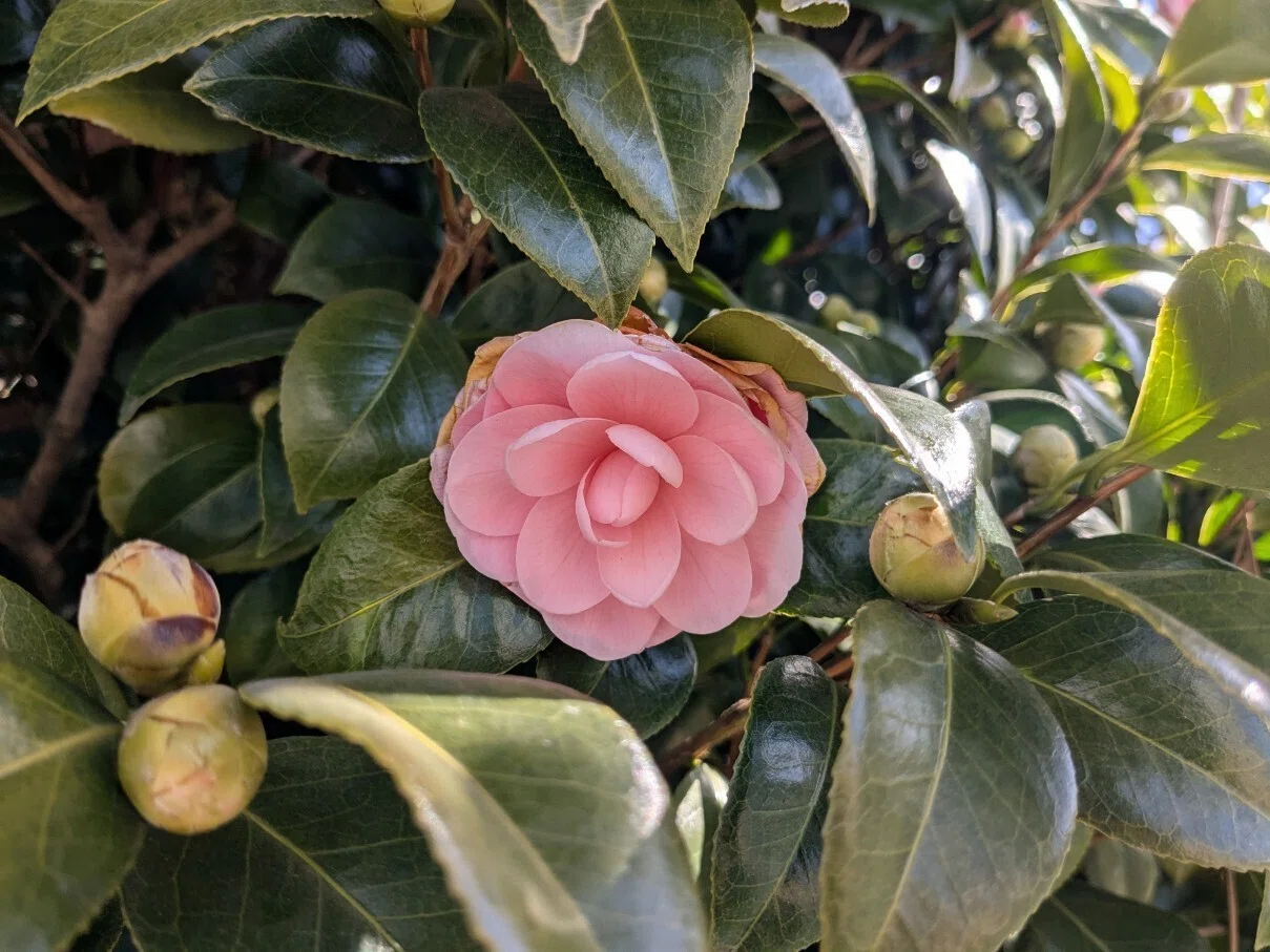 八重咲きの乙女椿 乙女椿（オトメツバキ）が咲き始めました。桃色の八重咲きの花のぽって