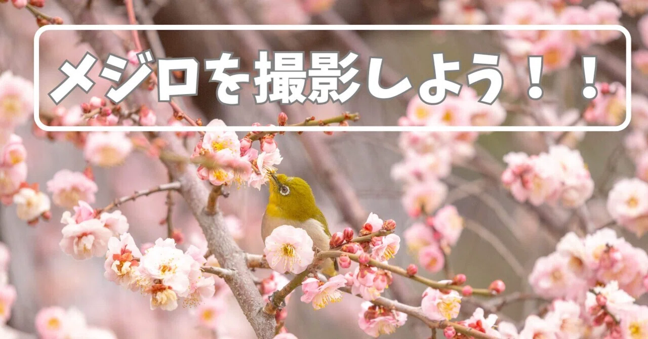 写真の撮り方】梅や桜とメジロを撮ろう！｜くろどん │ 育児と写真