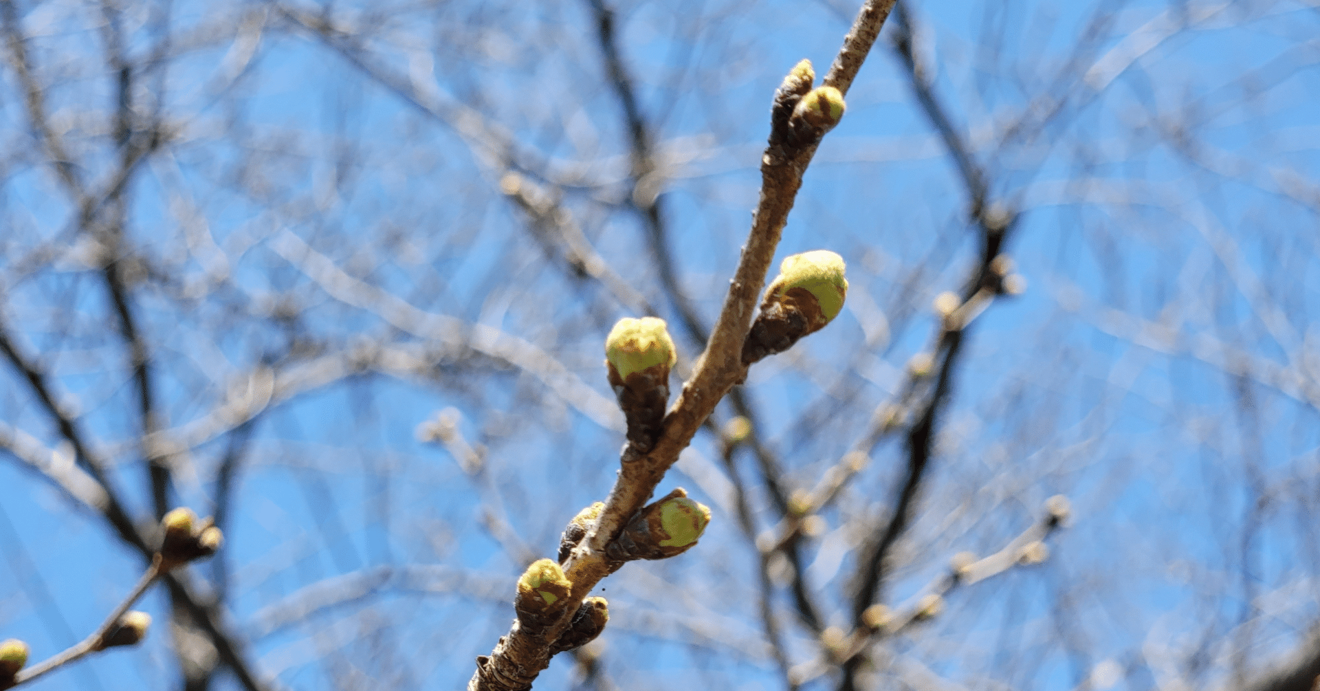 2月25日、21日ソフトフロント125円、メディシノバ266円。ソフトフロントは、機関投資家はじっくり株を集めている。3月の臨時株主総会後が本番。メディシノバは、今日も 株価を乱高下させてくるけど、大きな｜kuronekomarimo