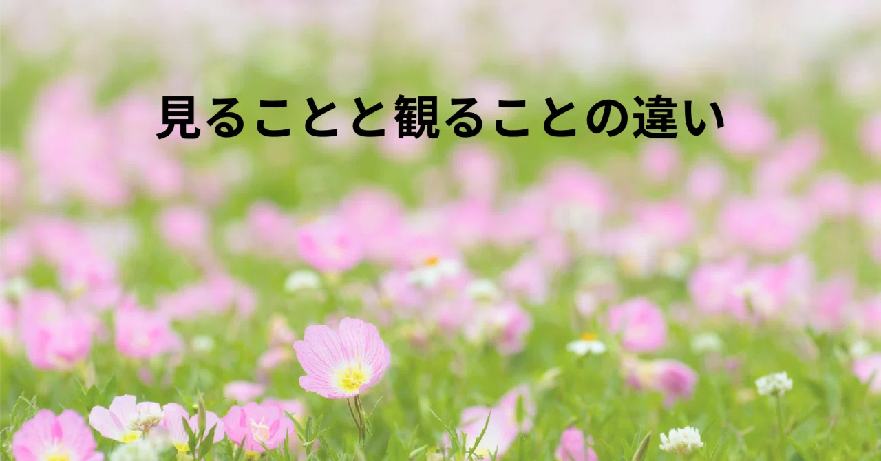 The Difference Between Seeing and Observing｜広沢みち