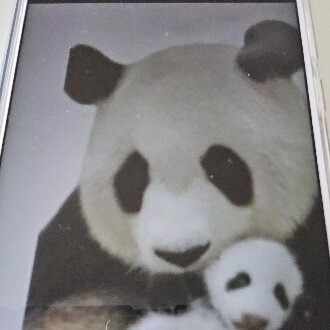 ライオンクローバー