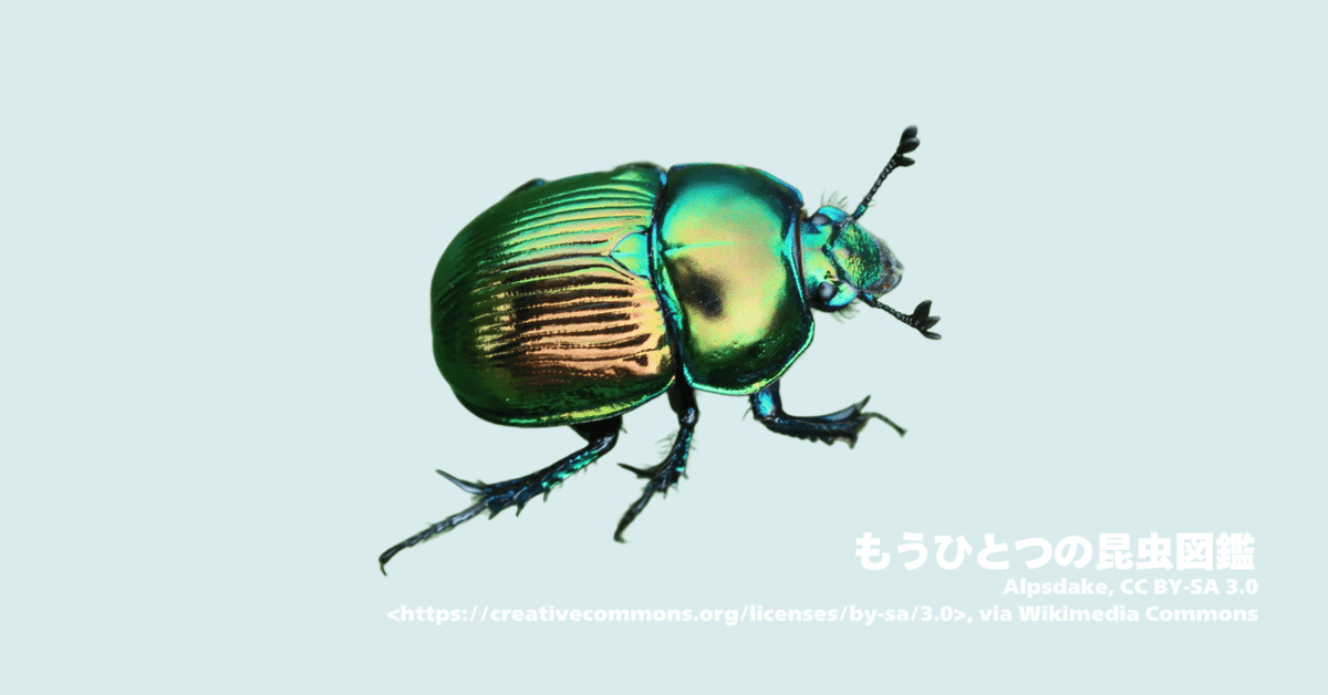オオセンチコガネについて｜もうひとつの昆虫図鑑