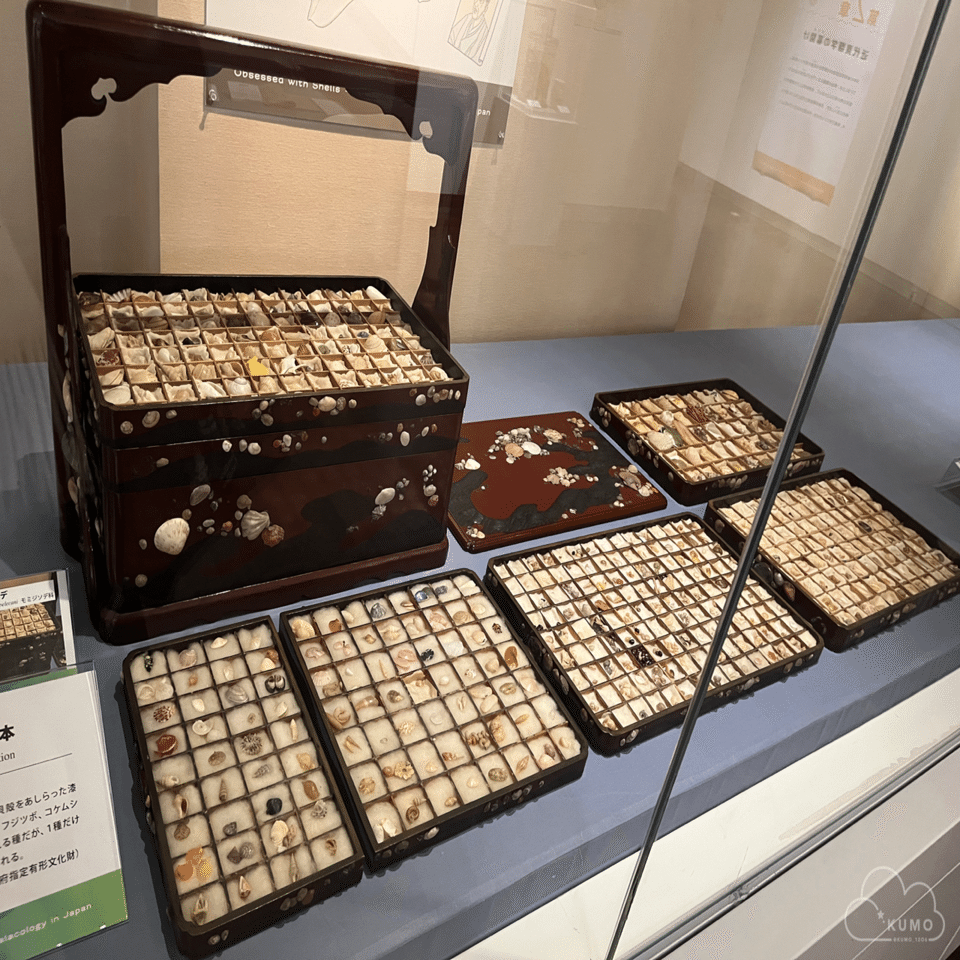 2/22 特別展「貝に沼る」@大阪市立自然史博物館｜くもさん