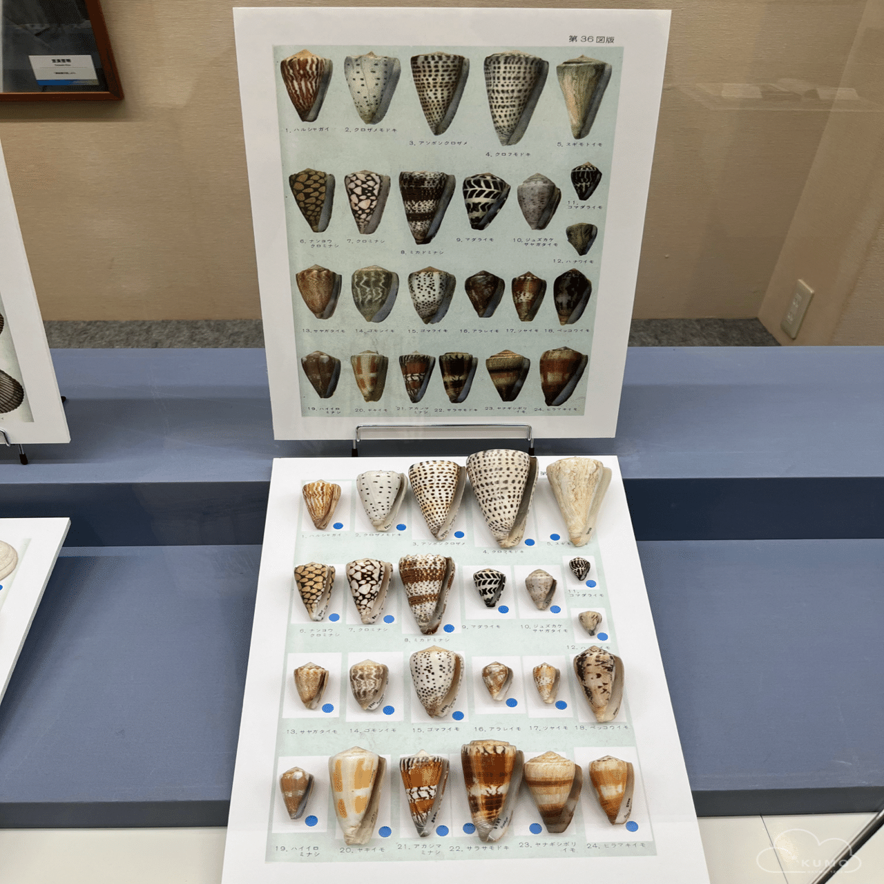 2/22 特別展「貝に沼る」@大阪市立自然史博物館｜くもさん