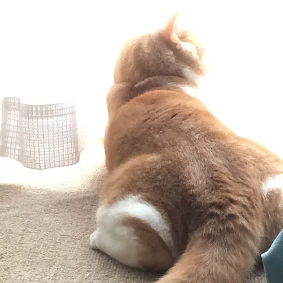 のの