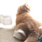 のの