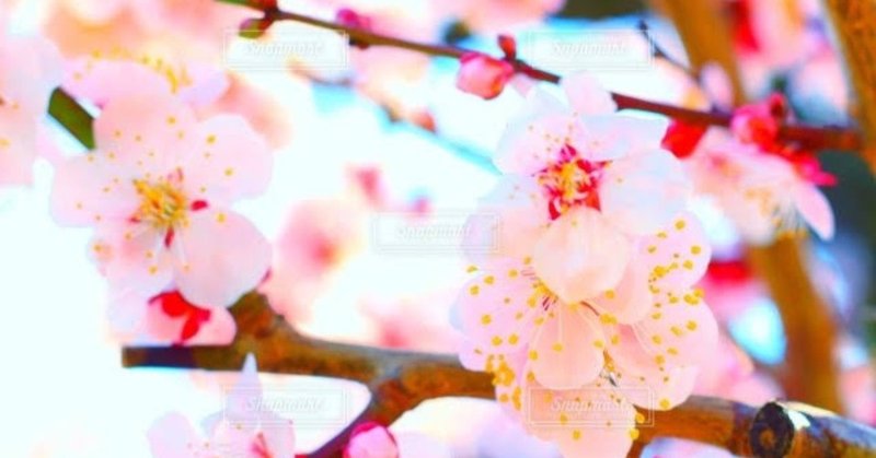 梅の花がほころぶ頃 土屋リョウ Note