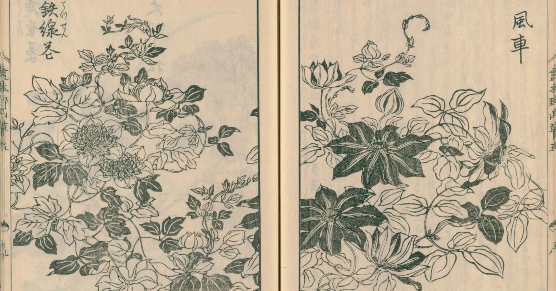 絵本野山草】(28) 風車／鉄線花／唐松草／富貴草／葉鶏頭／雁来紅