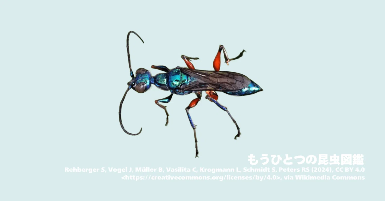 【標本】エメラルドゴキブリバチに酷似の寄生蜂 ジュエルワスプ 昆虫標本 宝石バチに“ロボトミー手術”されたゴキブリの切ない末路 【えげつない
