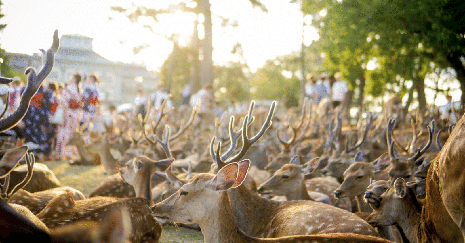 奈良の鹿について改めて勉強してみたー頭数編ー｜いまのところ、うさたろう