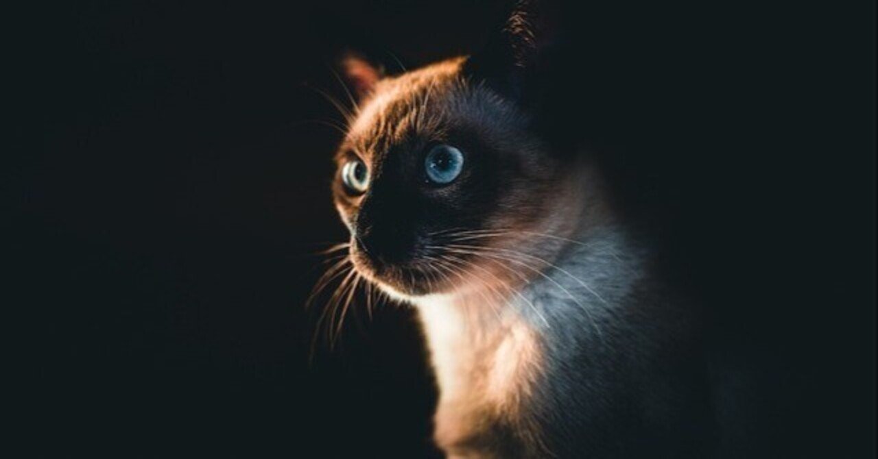 シャム柄（ポイントカラー）の猫が持つ遺伝的特徴と育て方のポイント｜にゃんこ先生